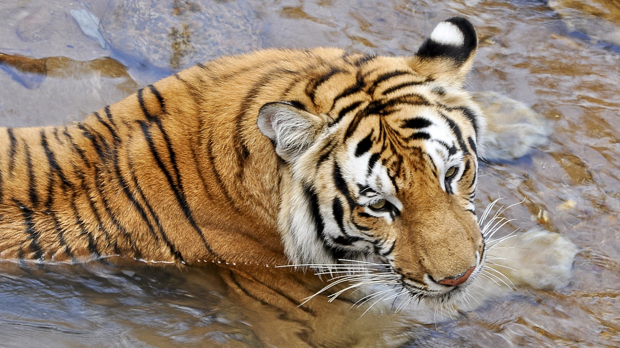 tigers  wildcats  animals free photo