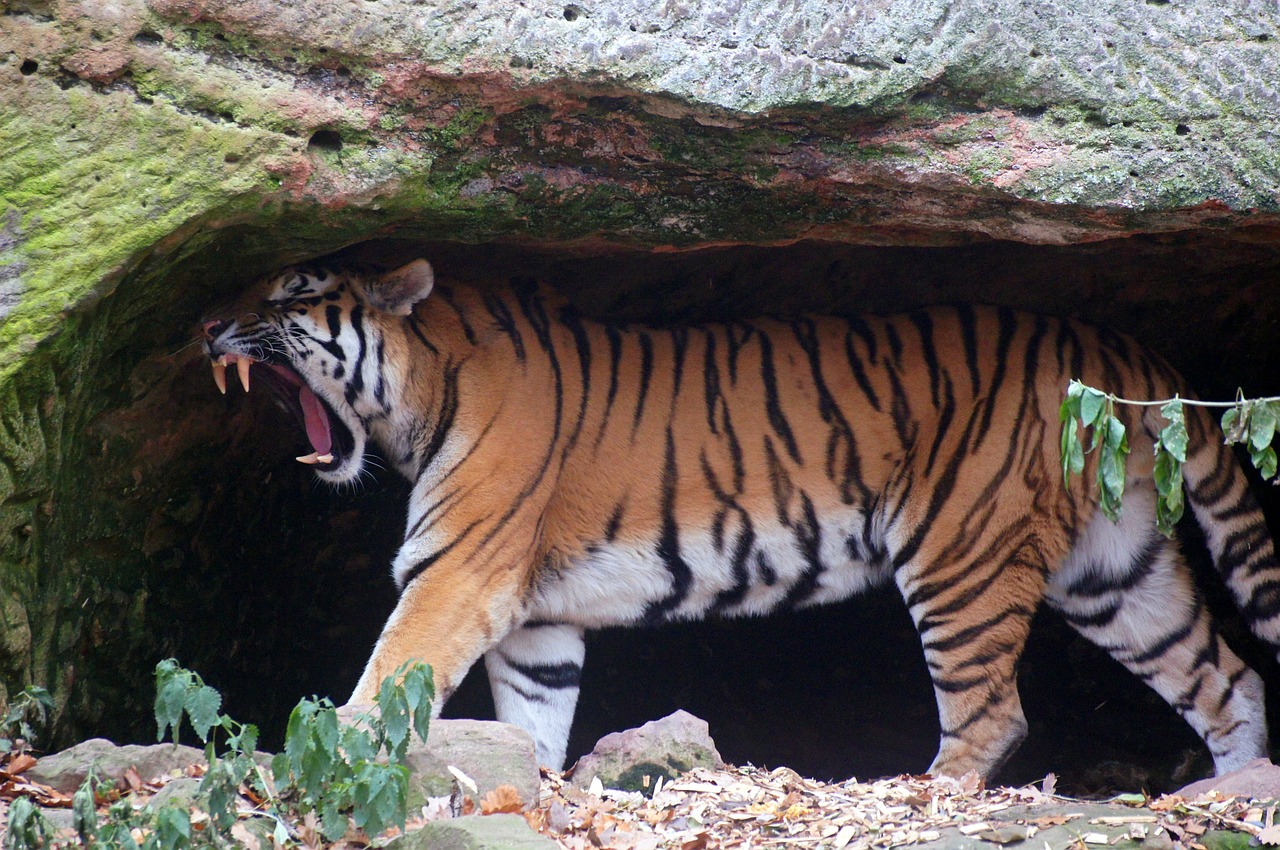 tigers cat wildcat free photo