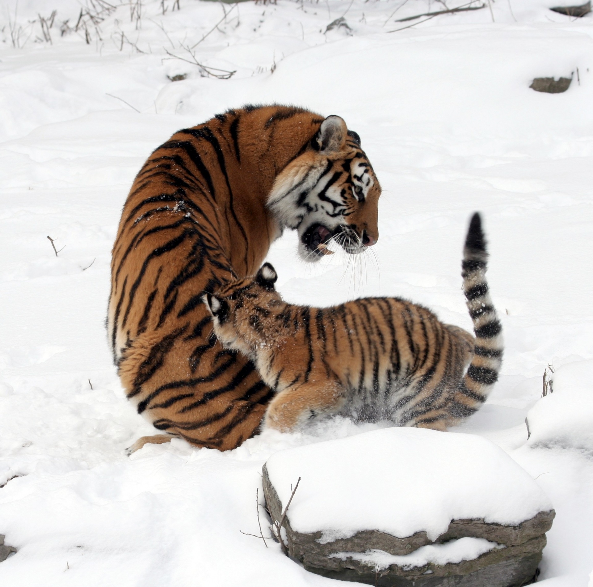 tiger mother cub free photo