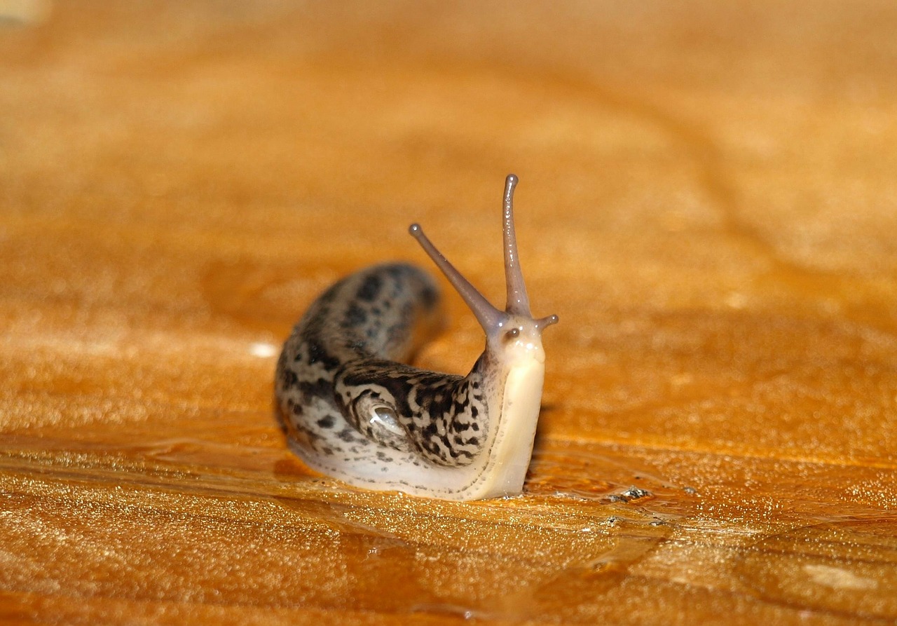 tigerschnecke snail mollusk free photo