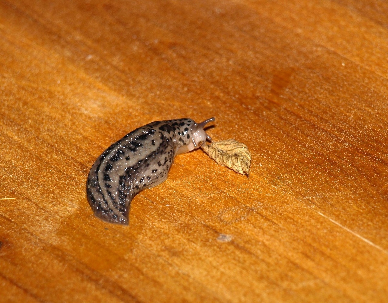 tigerschnecke snail mollusk free photo