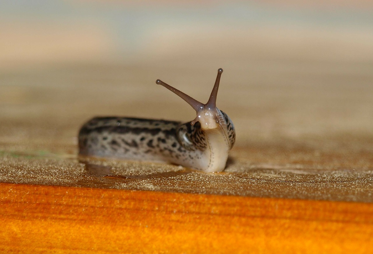 tigerschnecke snail mollusk free photo