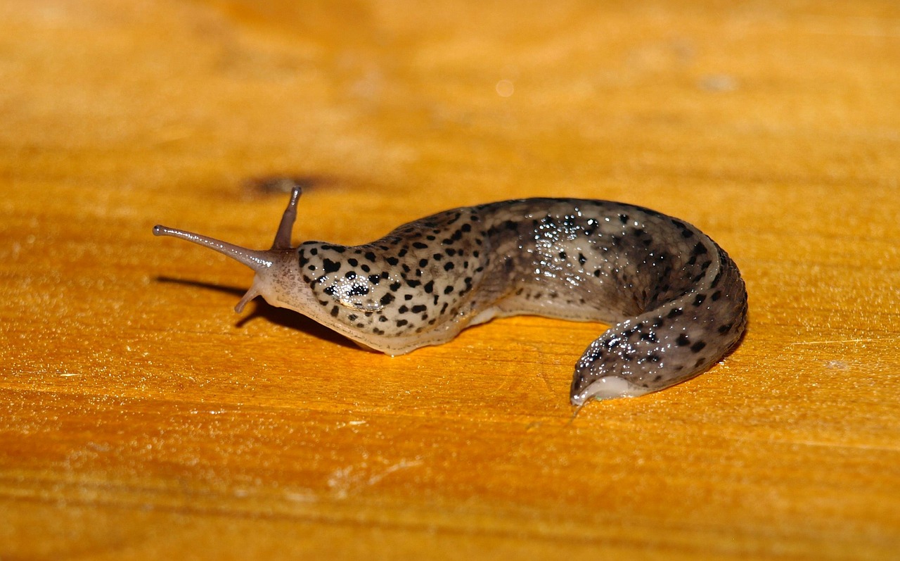 tigerschnecke snail mollusk free photo