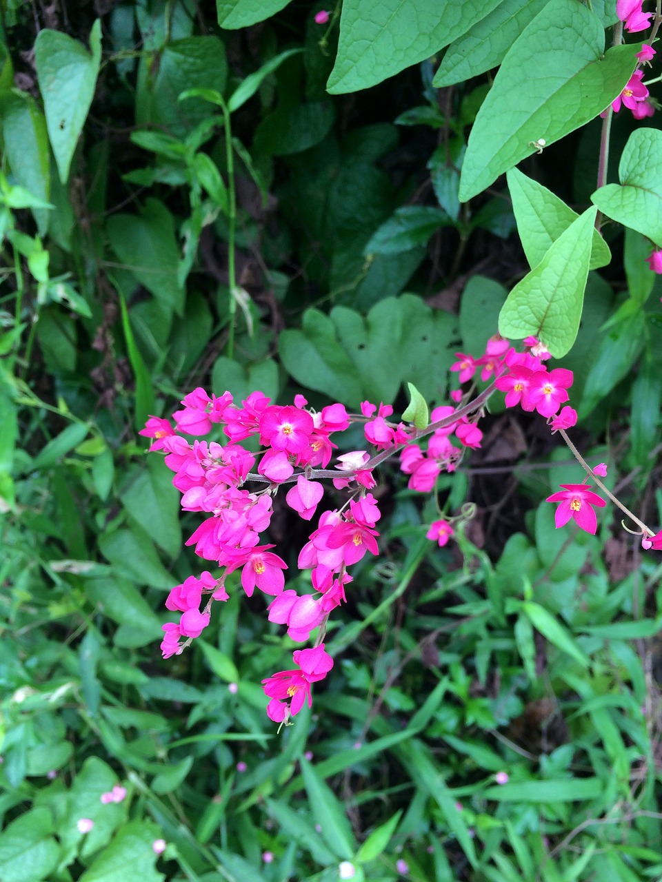 tigon flowers pink free photo