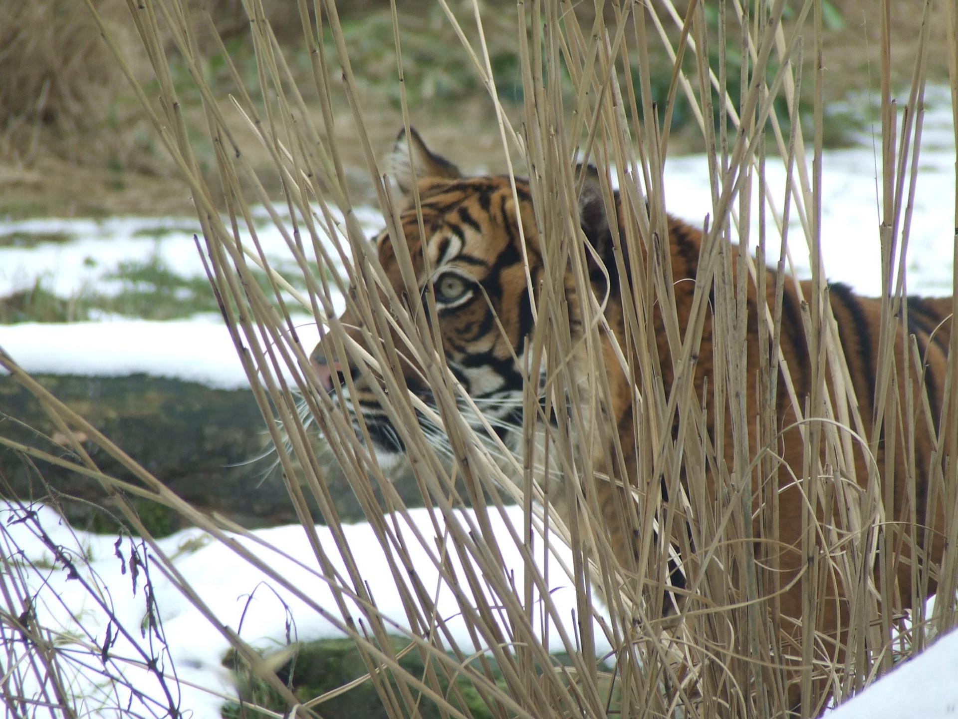 tiger snow reed free photo