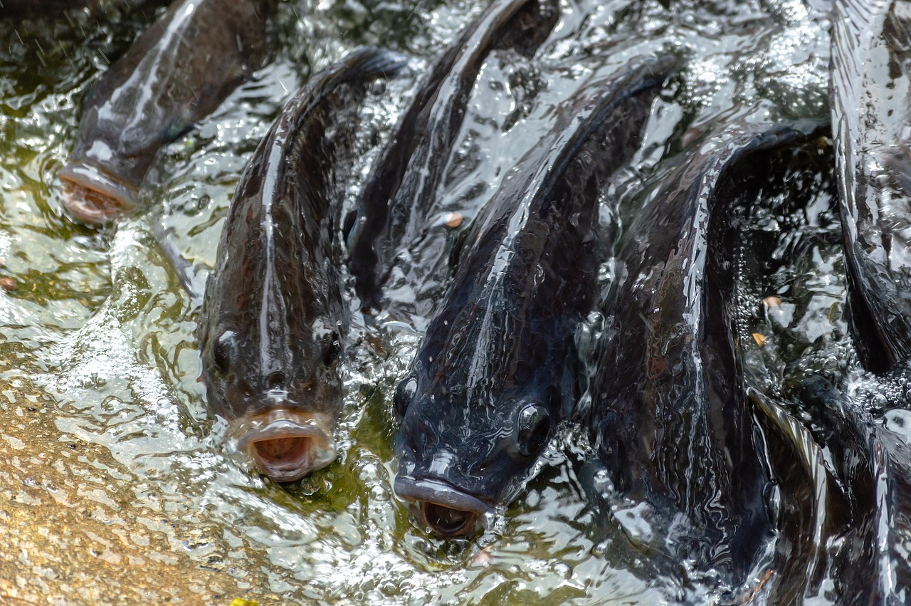 tilapia  fish  water free photo