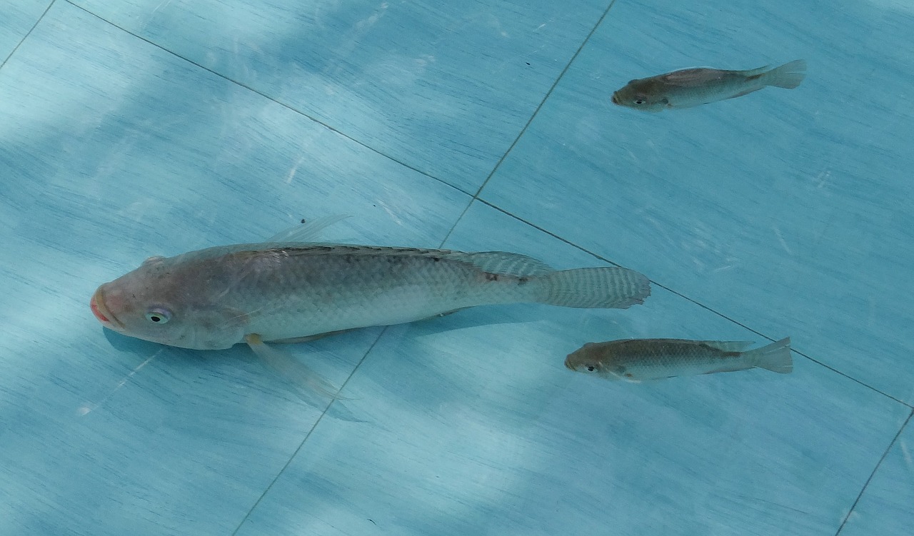 tilapia fish pond free photo