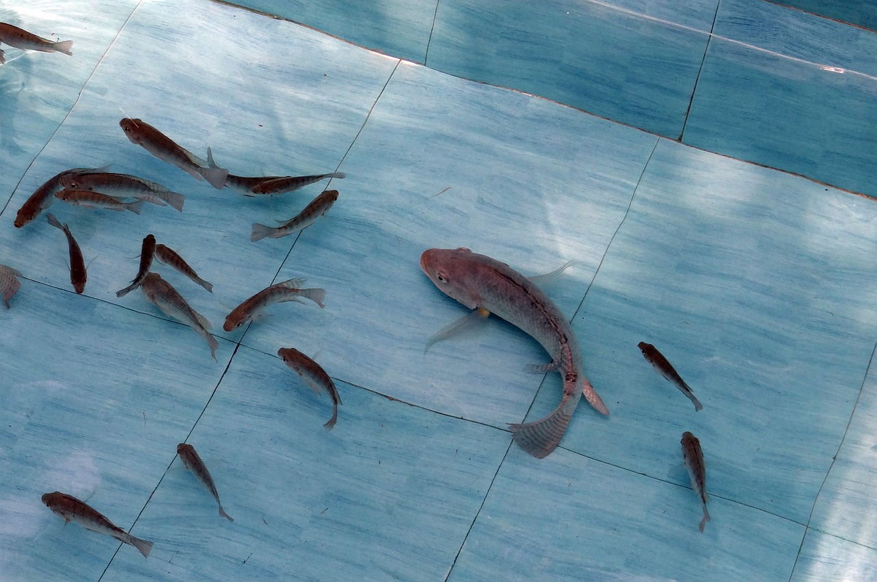 tilapia fish freshwater free photo
