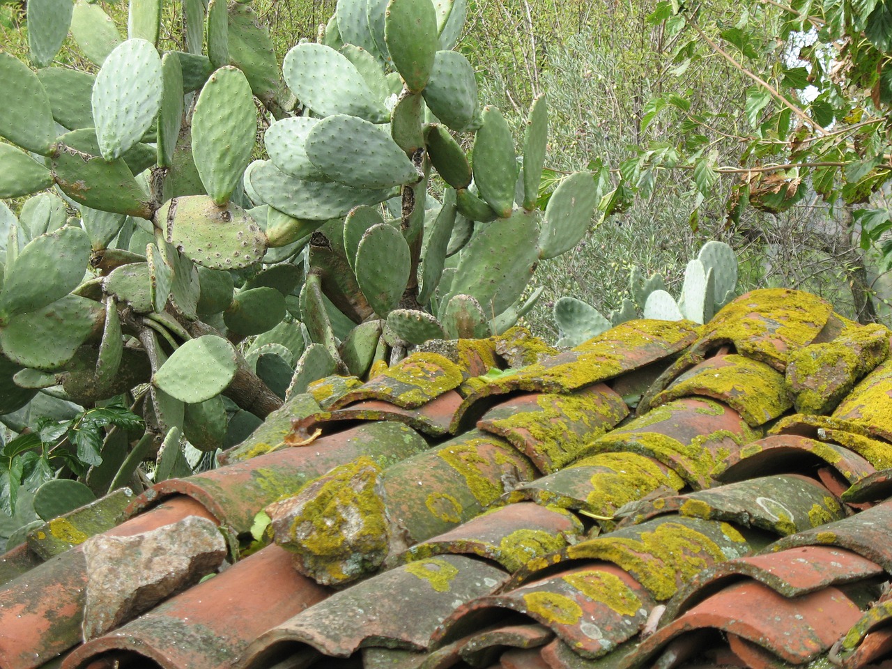 tiles moss prickly pears free photo