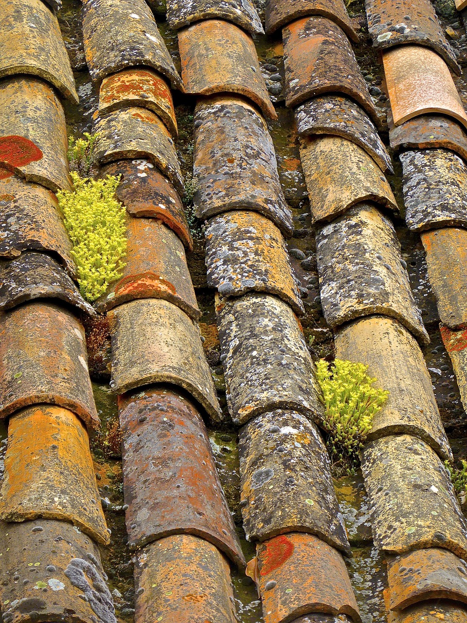 tiles roof cover free photo