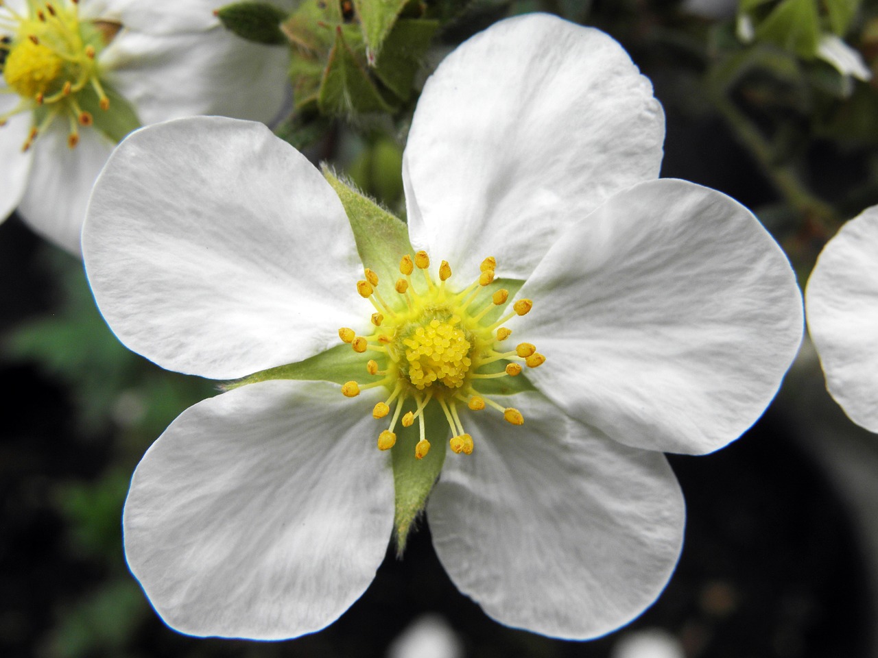 tilford cream cinquefoil garden nature free photo