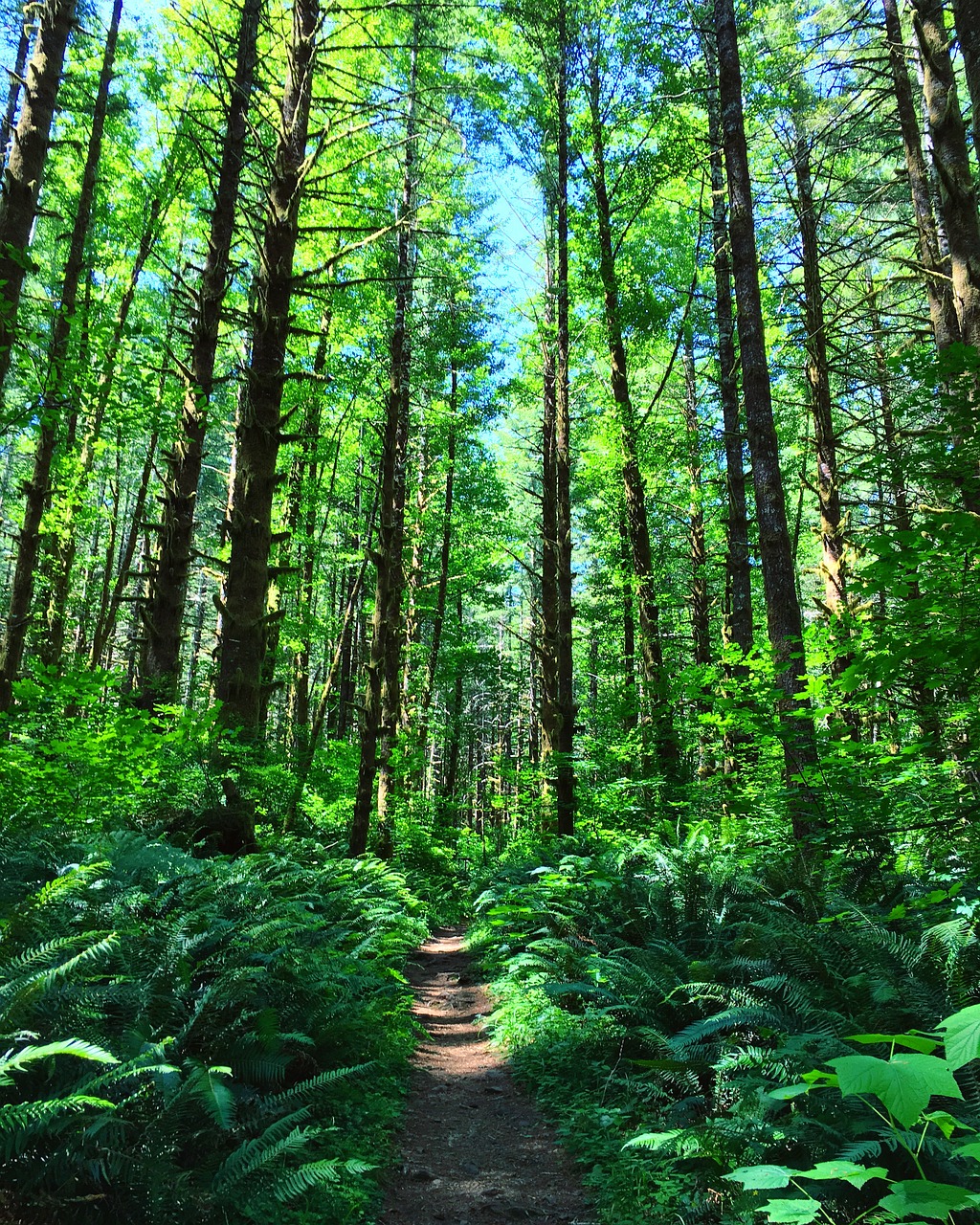 tillamook state forest oregon forest free photo