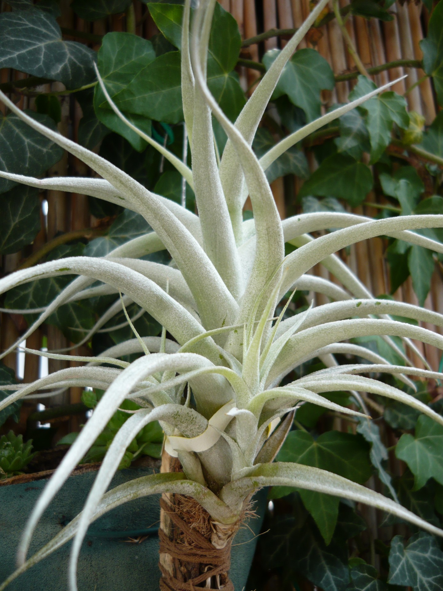 tillandsia albida green scaly free photo