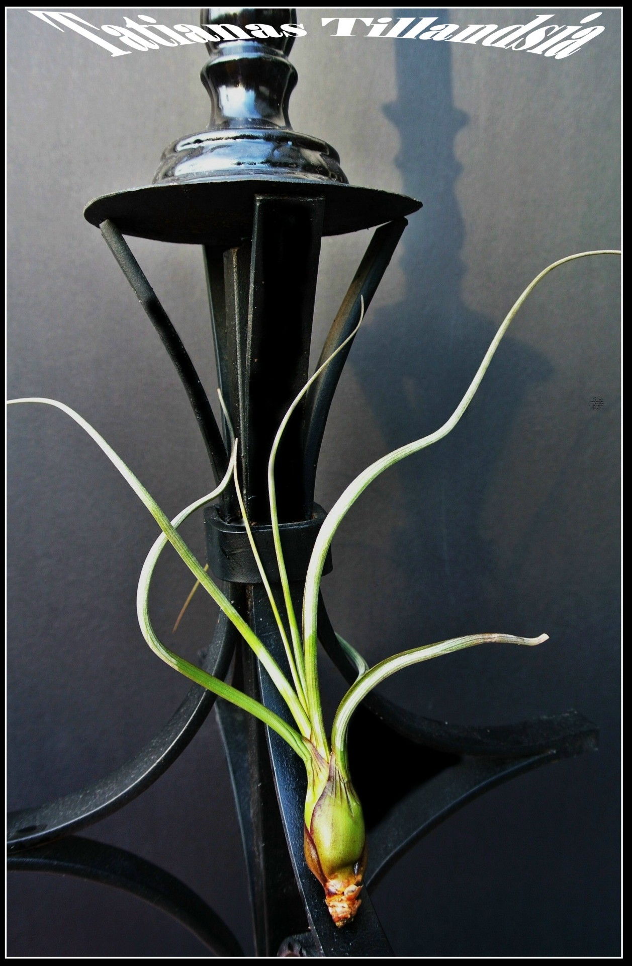 tillandsia baileyi tillandsia balileyi free photo