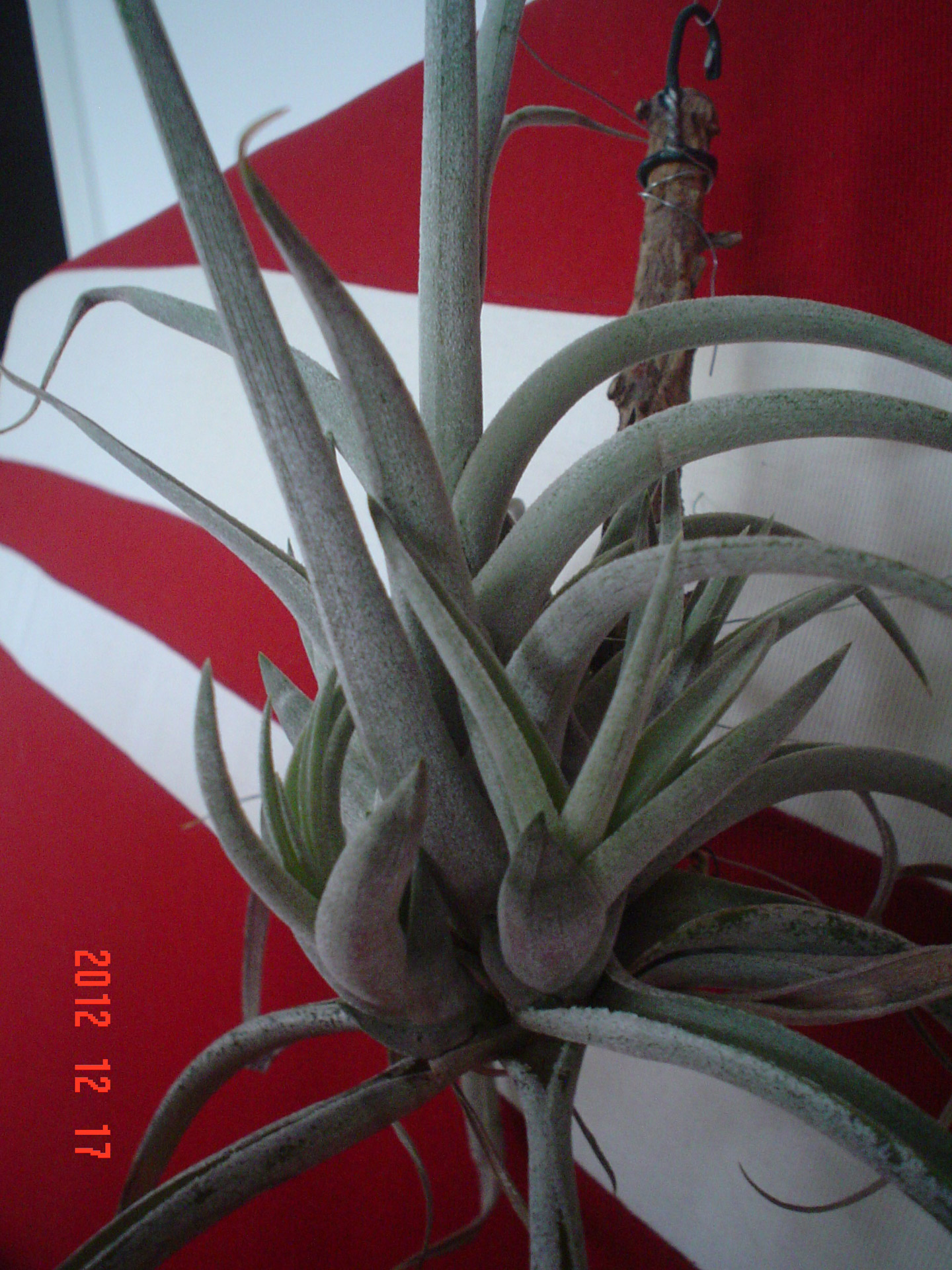 tillandsia ii cacticola flowers survivalists free photo