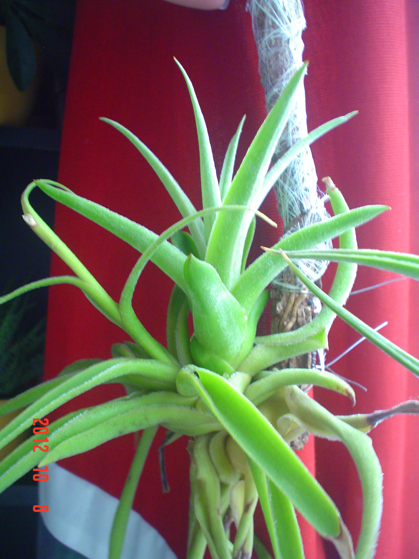 plants flowers tillandsia cacticola free photo