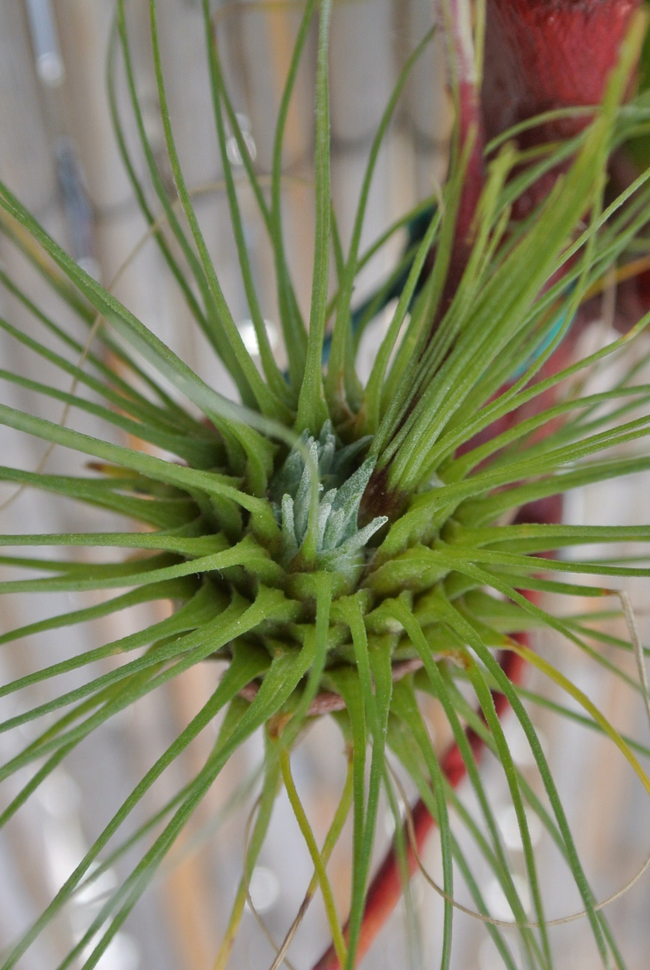 tillandsia fuchsii kindel free photo