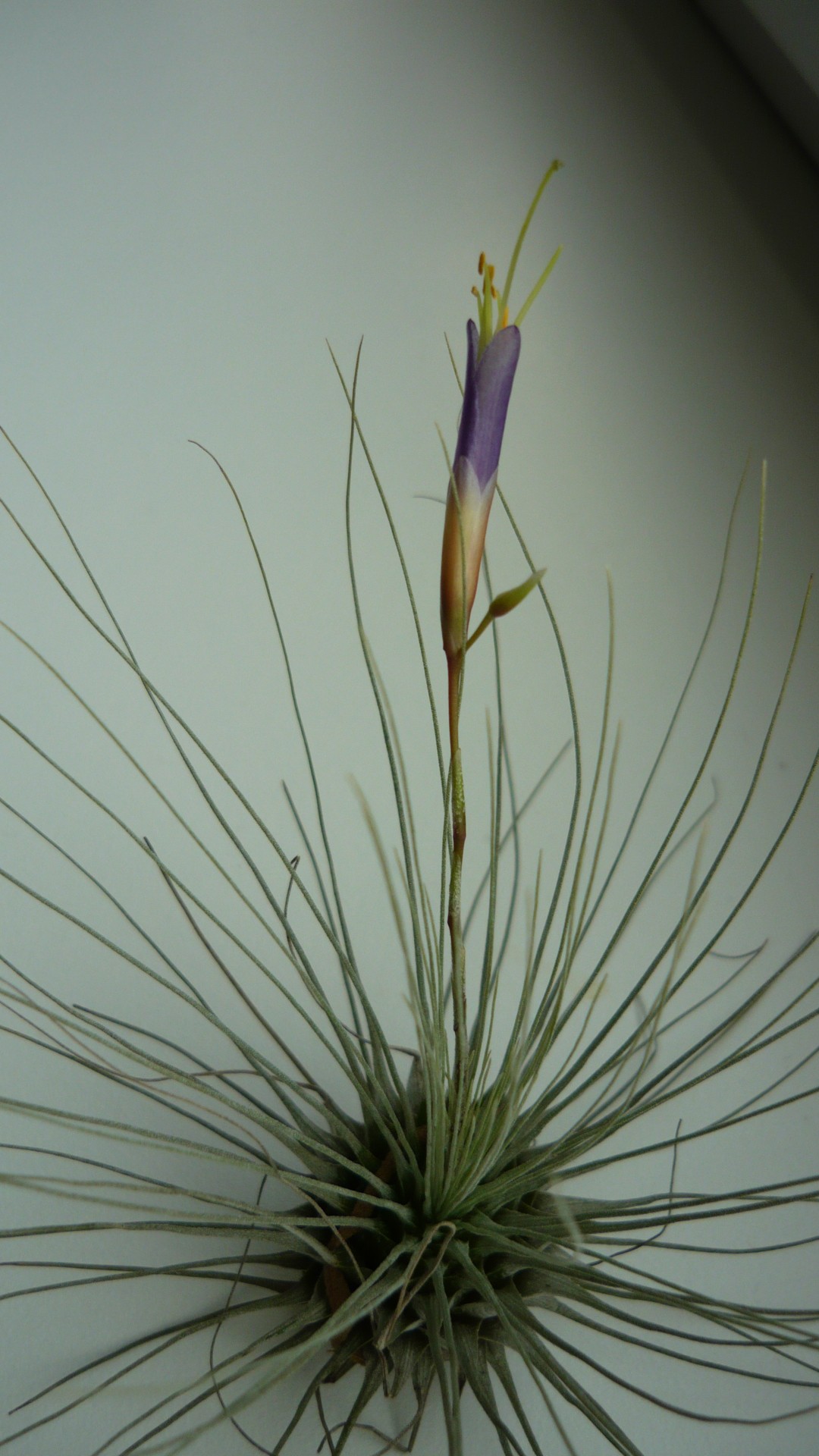 tillandsia fuchsii tillandsia fuchsii free photo