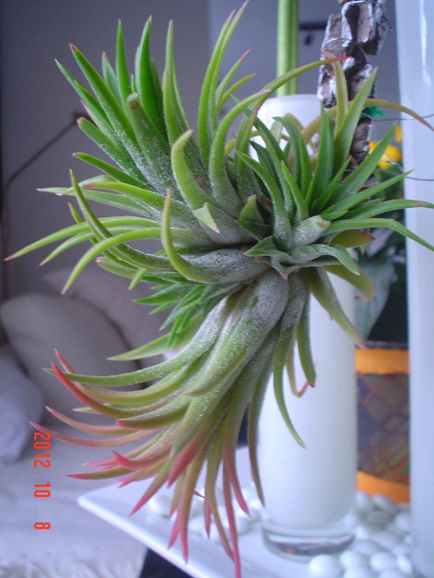 tillandsia ionantha flowers free photo