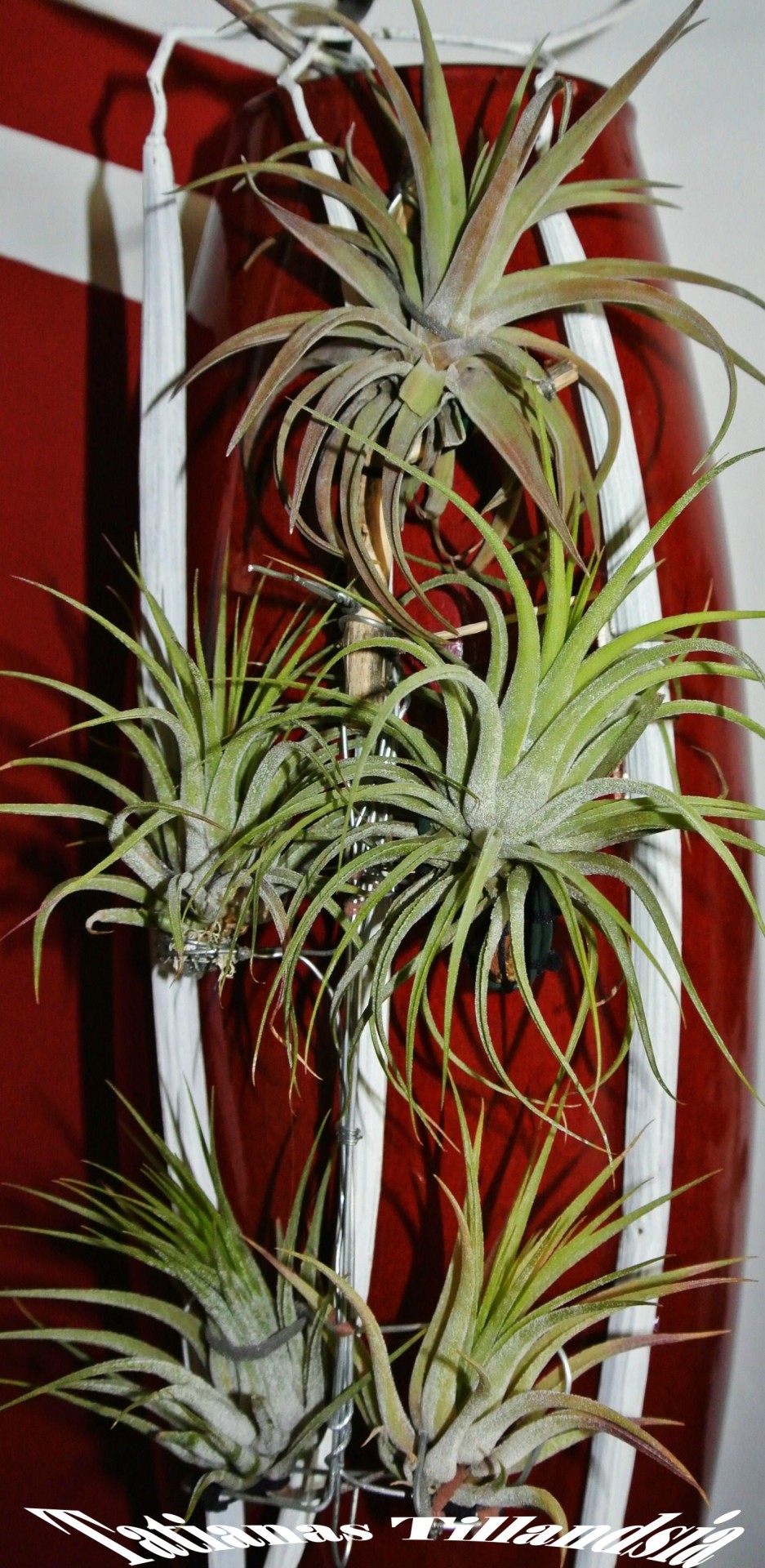 tillandsia ionatha green free photo