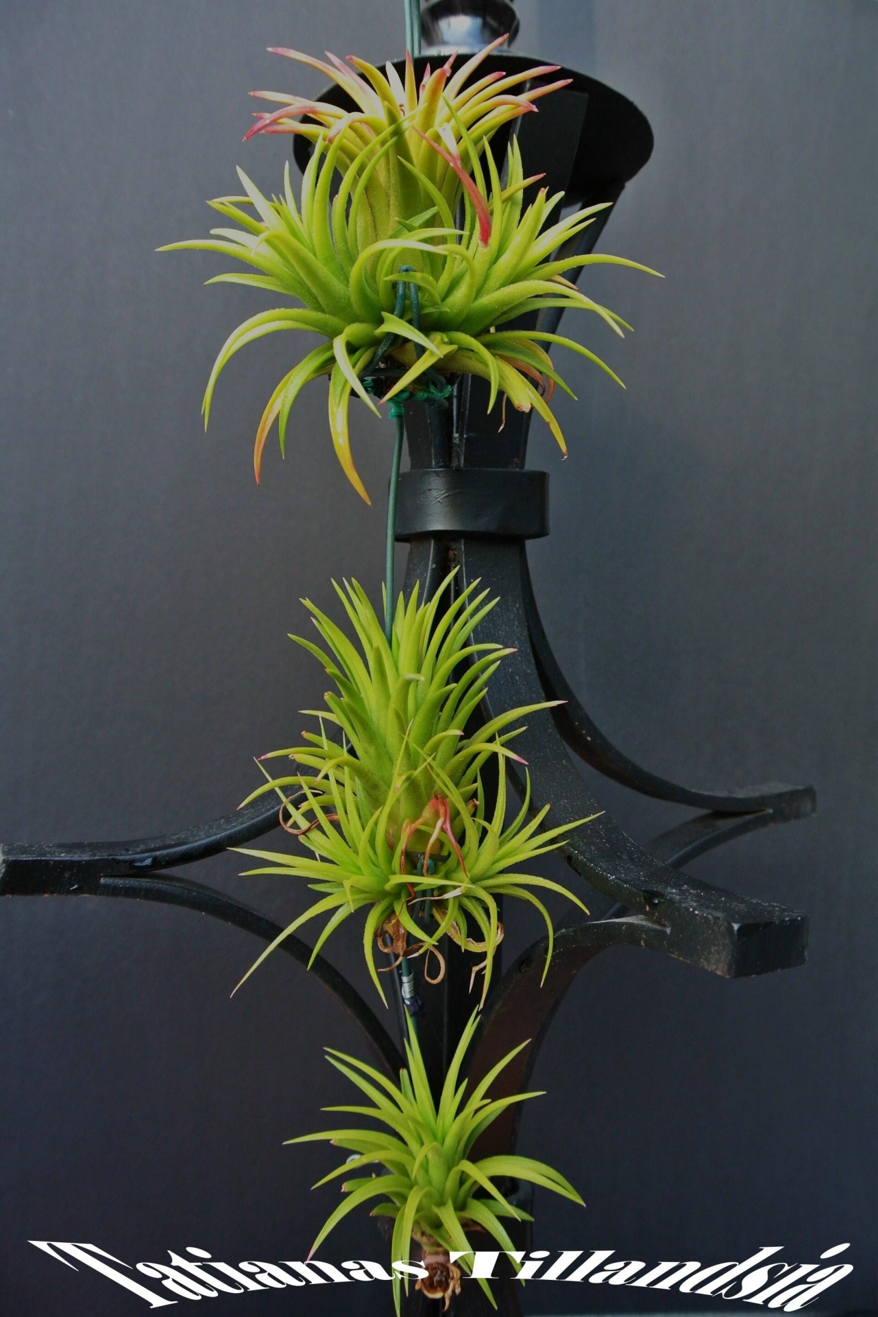 tillandsia ionatha tillandsia ionatha free photo