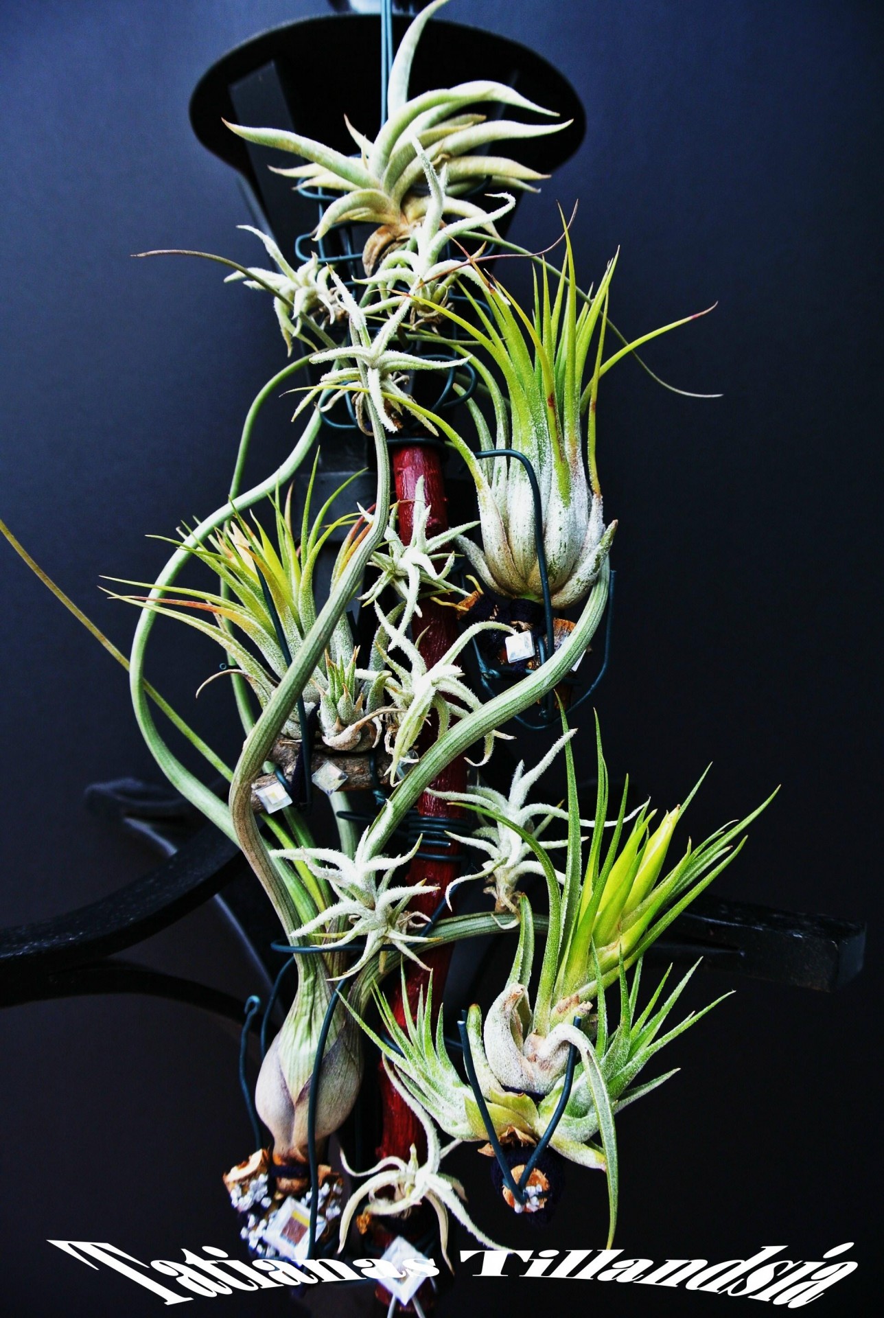 tillandsia ionatha byileyi free photo