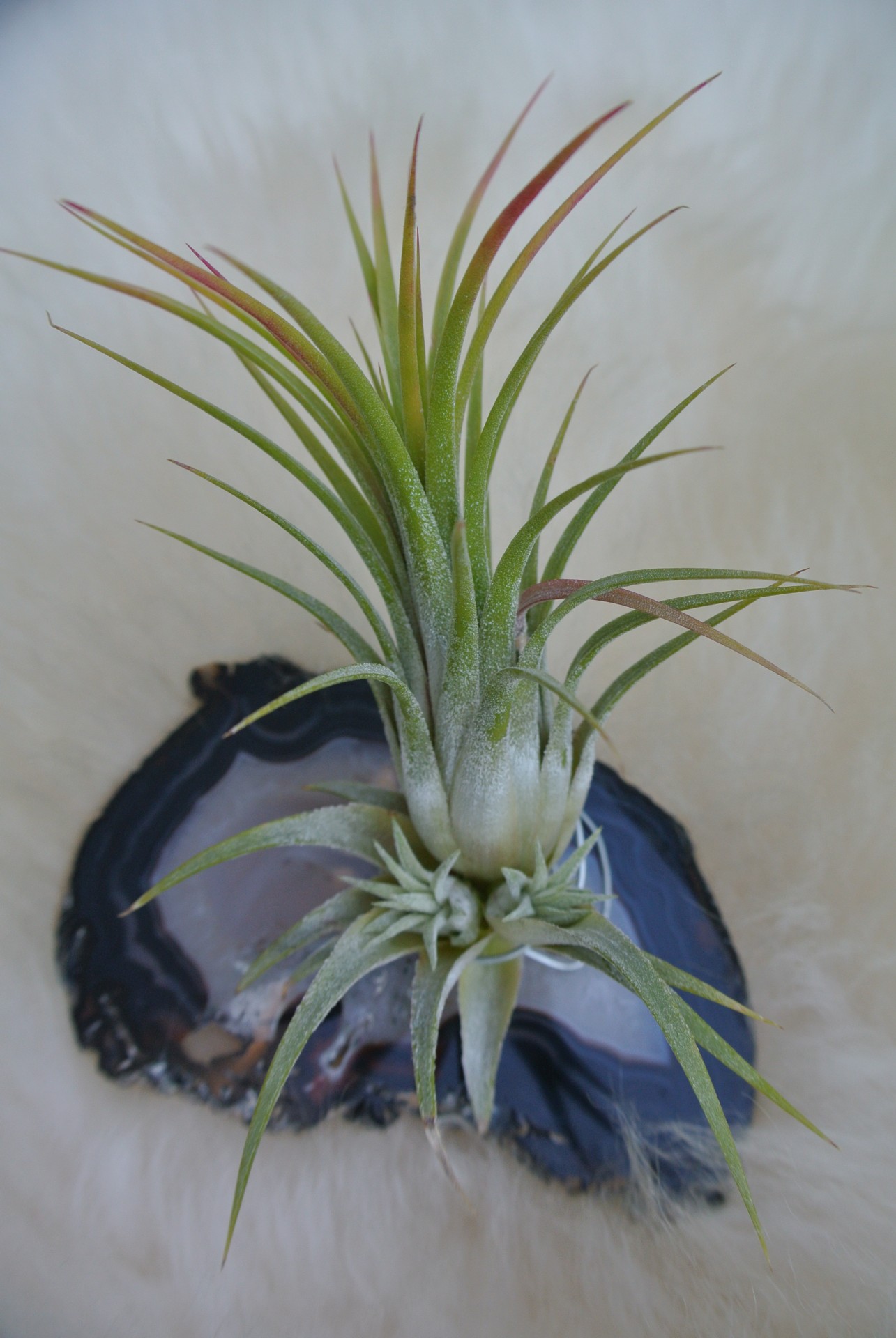 tillandsia ionatha kindel free photo