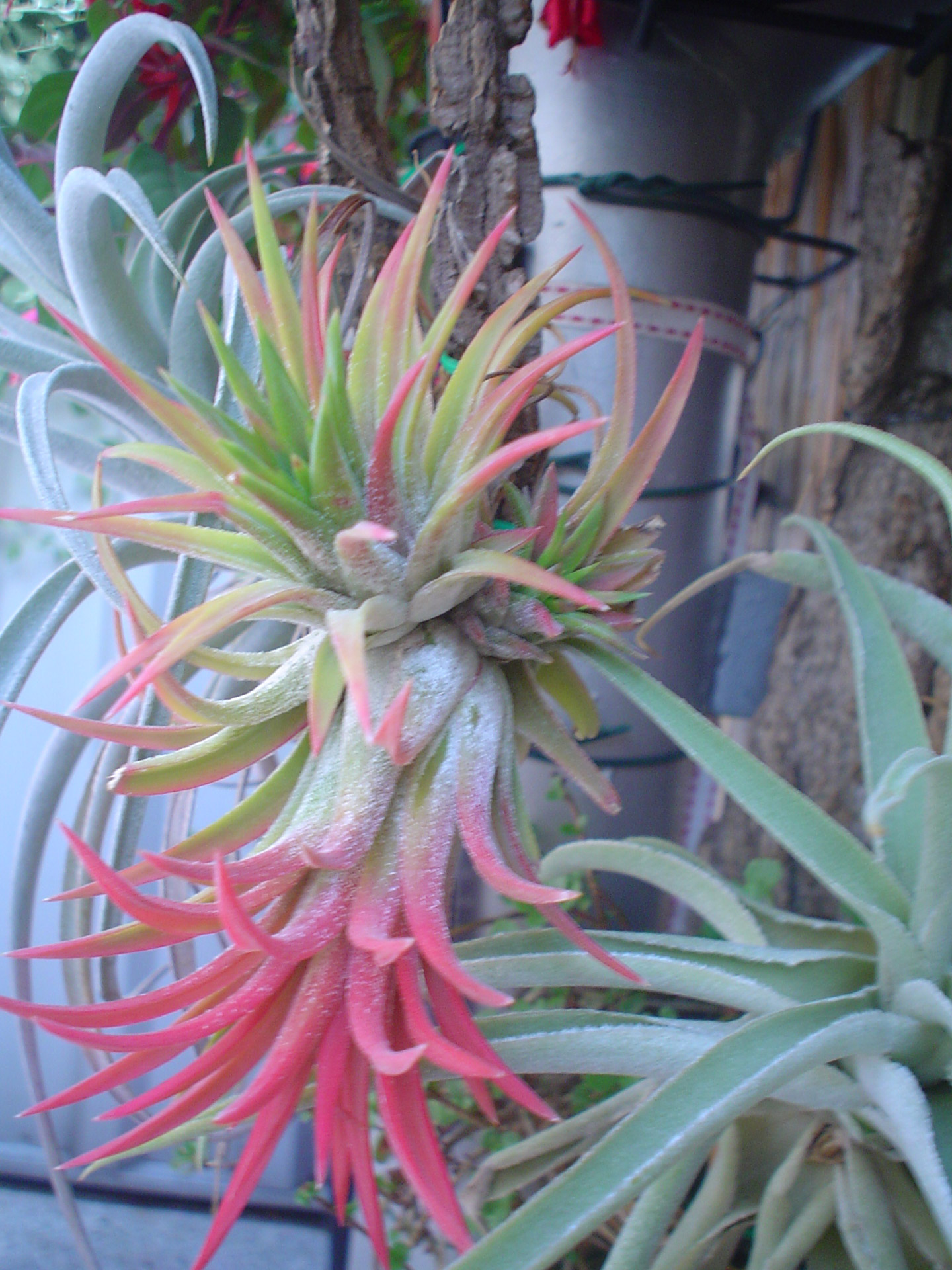 tillandsia ionantha easy to care survivalists free photo