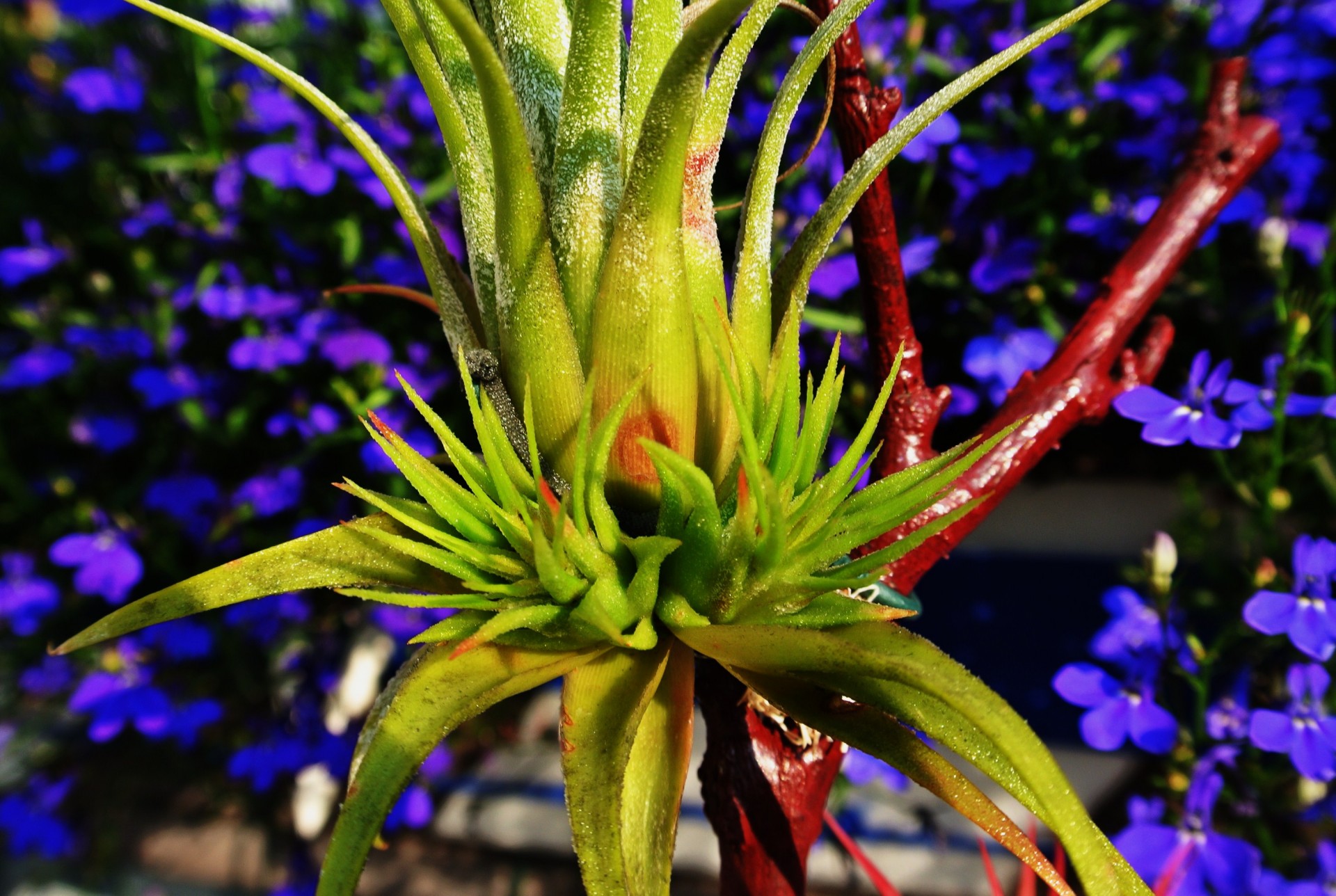 tillandsia kammii flowers free photo