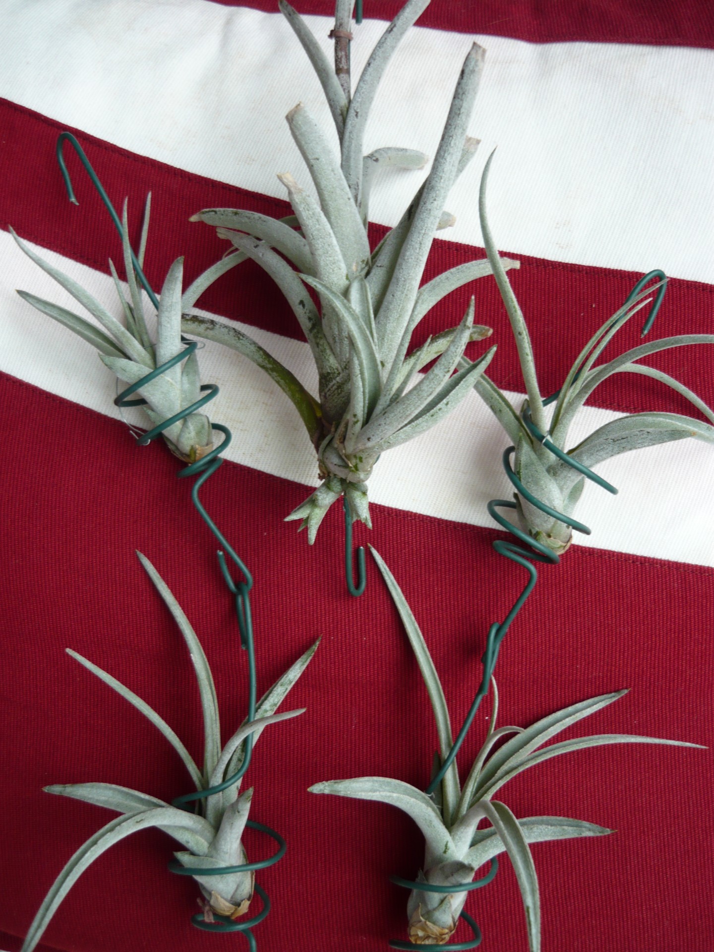 tillandsia cacticola tillandsia free photo