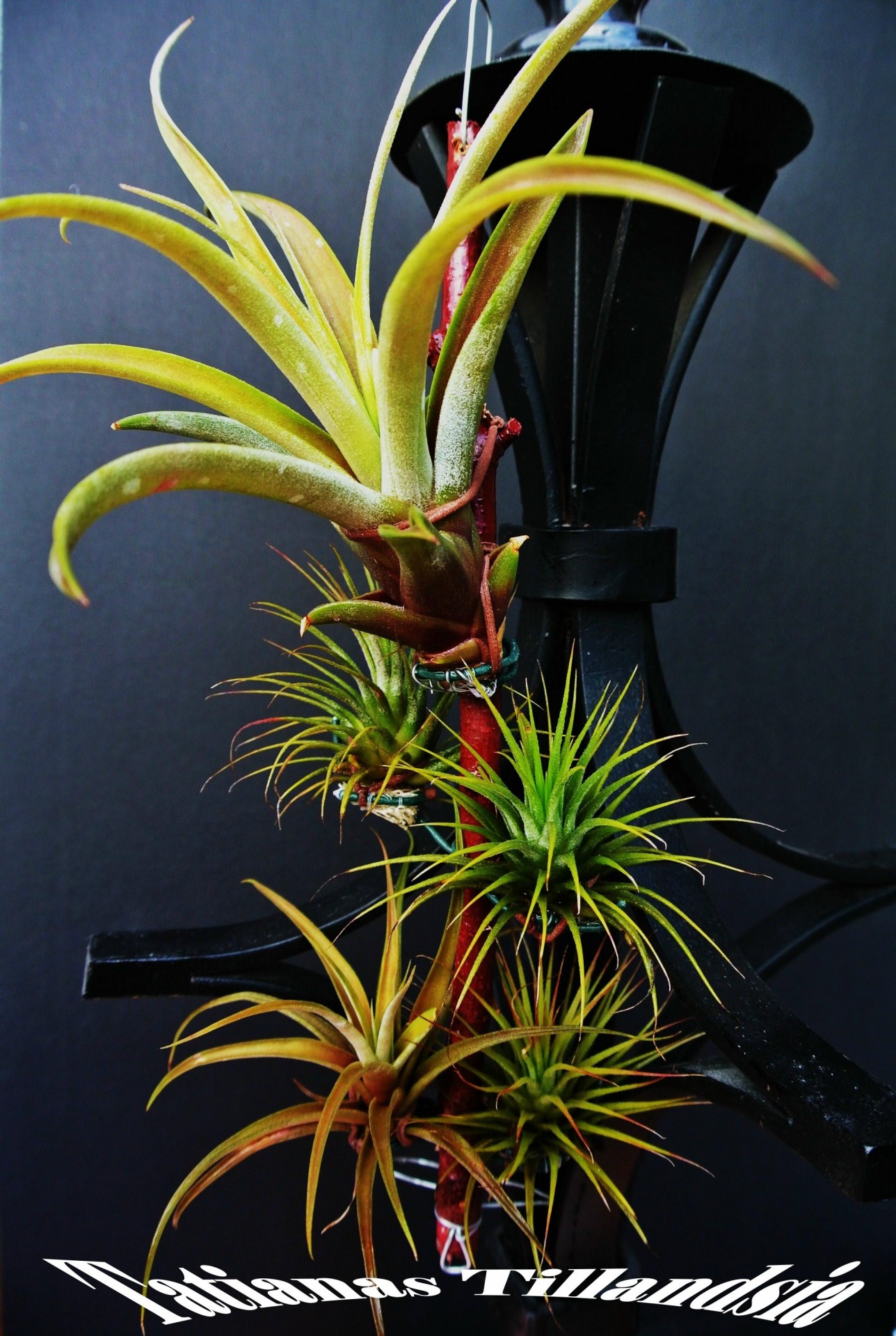 tillandsia ionatha cacticola free photo