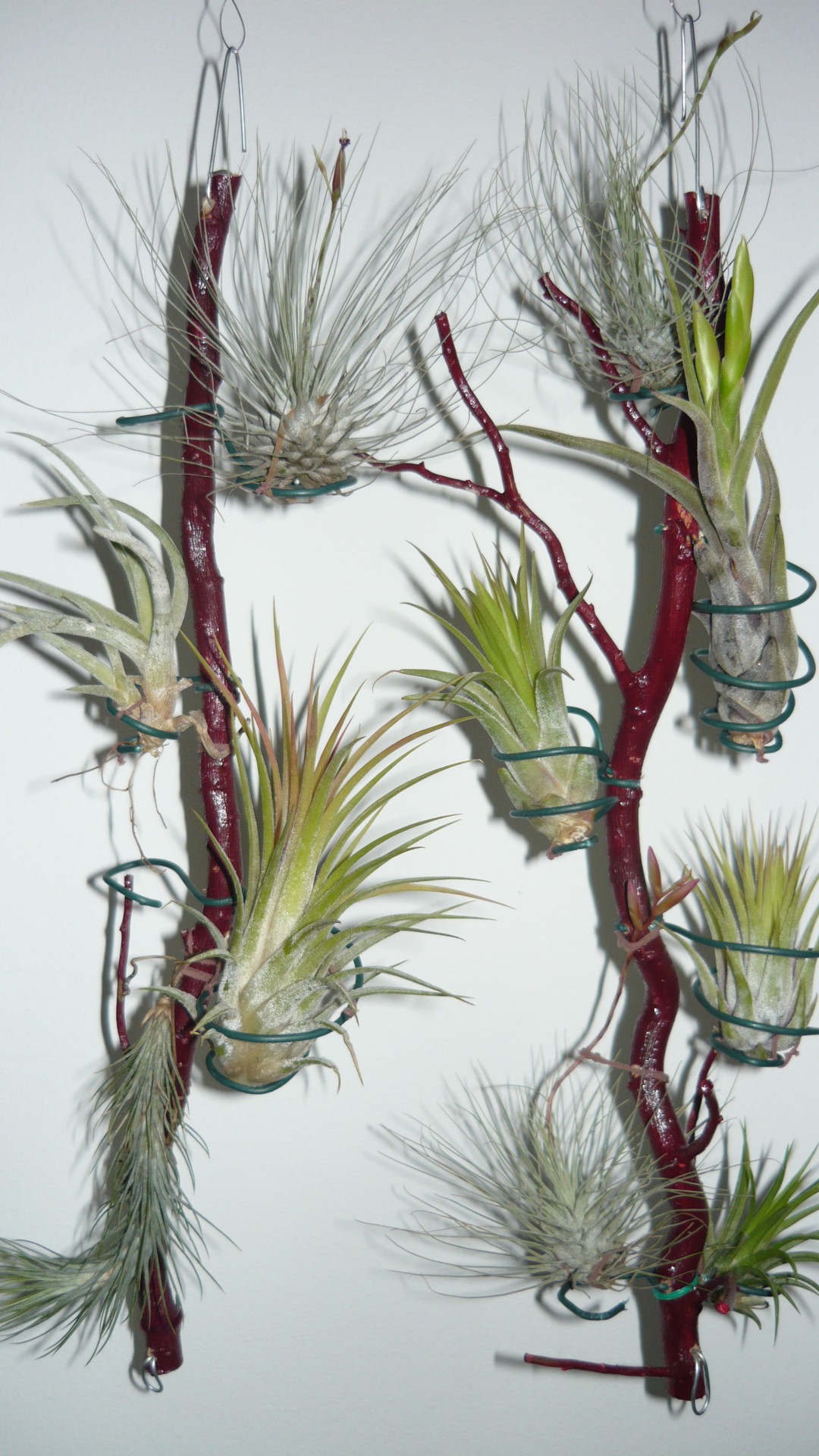 tillandsia branches branch free photo