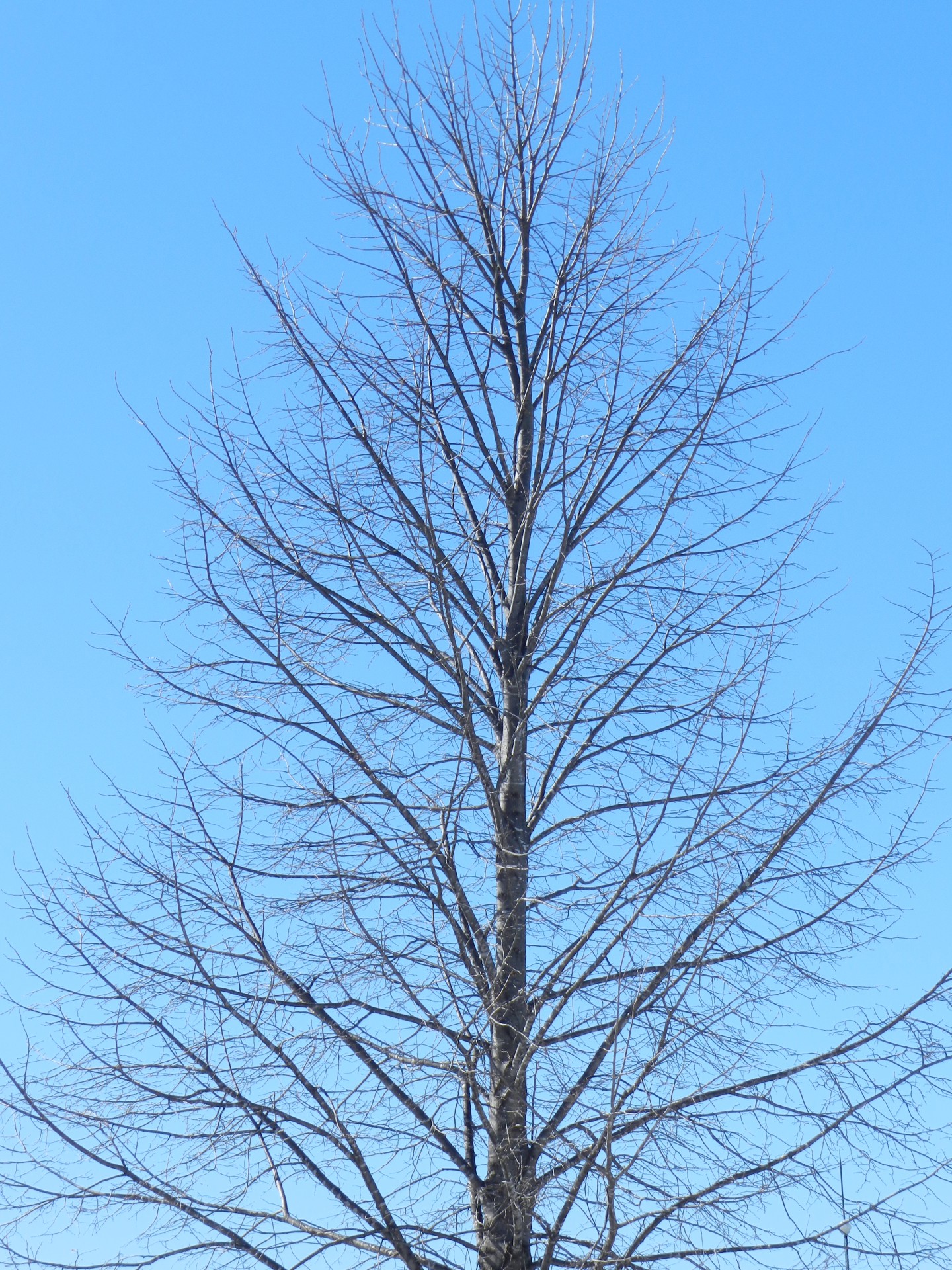 tree linden winter free photo
