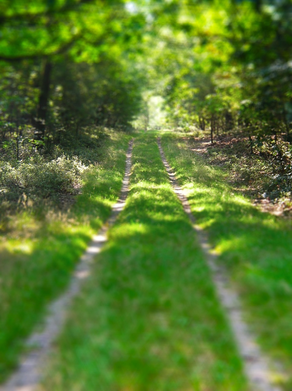 tiltshift walk in the woods path free photo