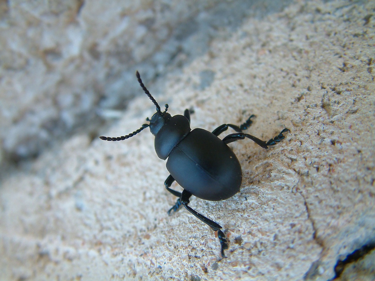 timarque spit-blood beetle black free photo