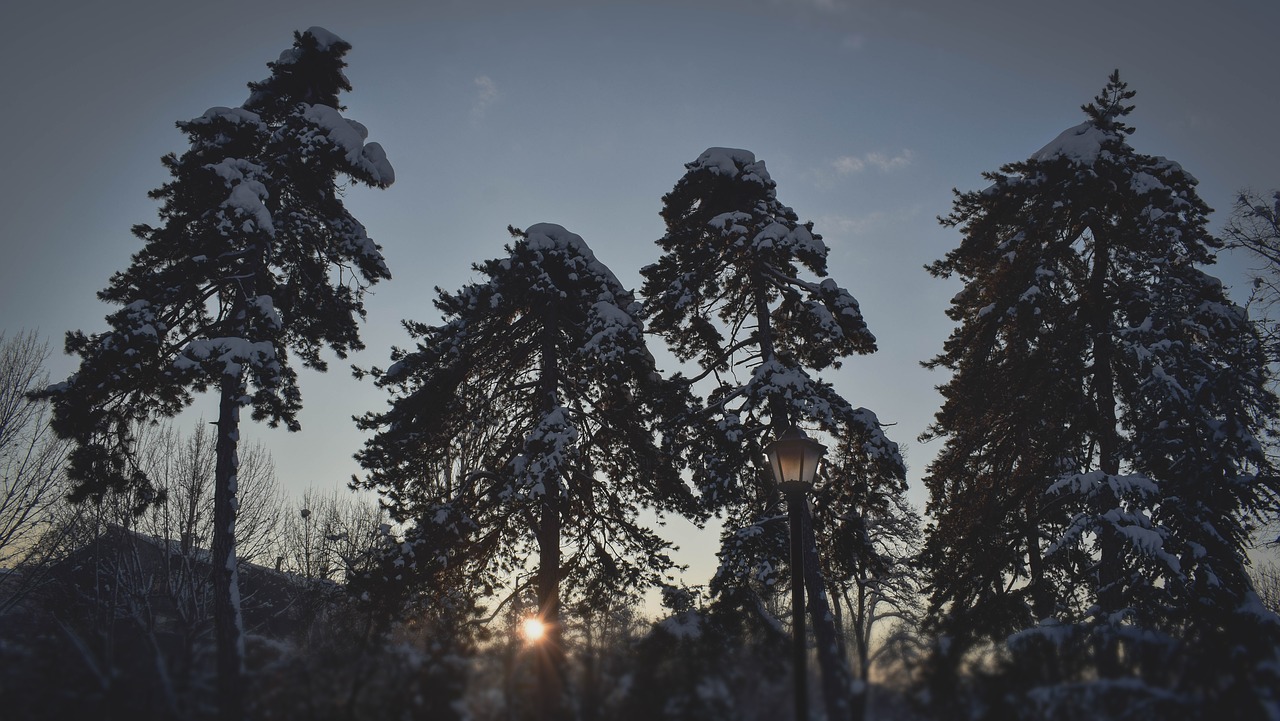 timber landscape winter free photo