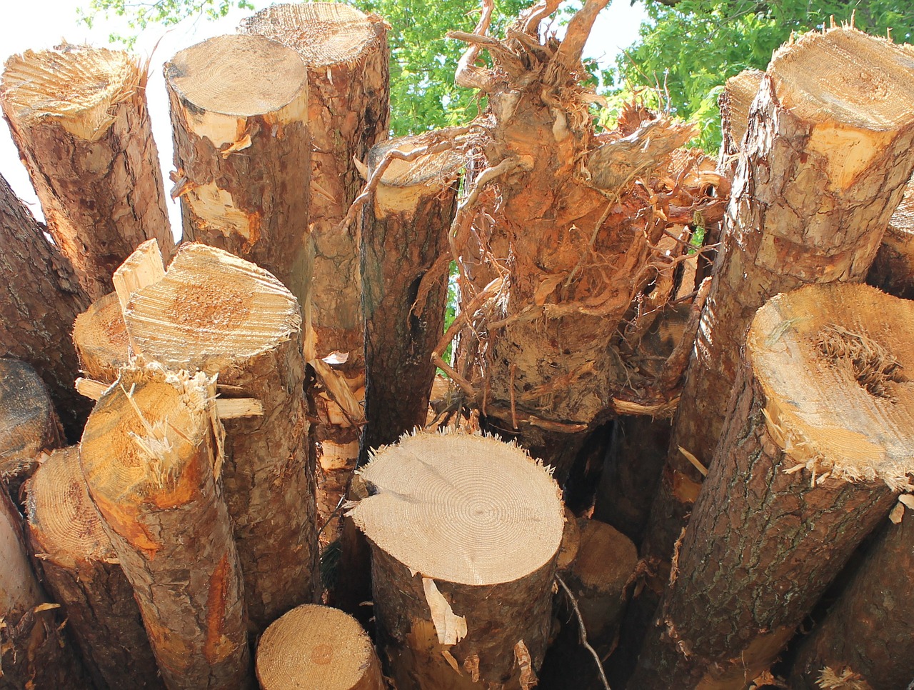 timber lumber wood free photo