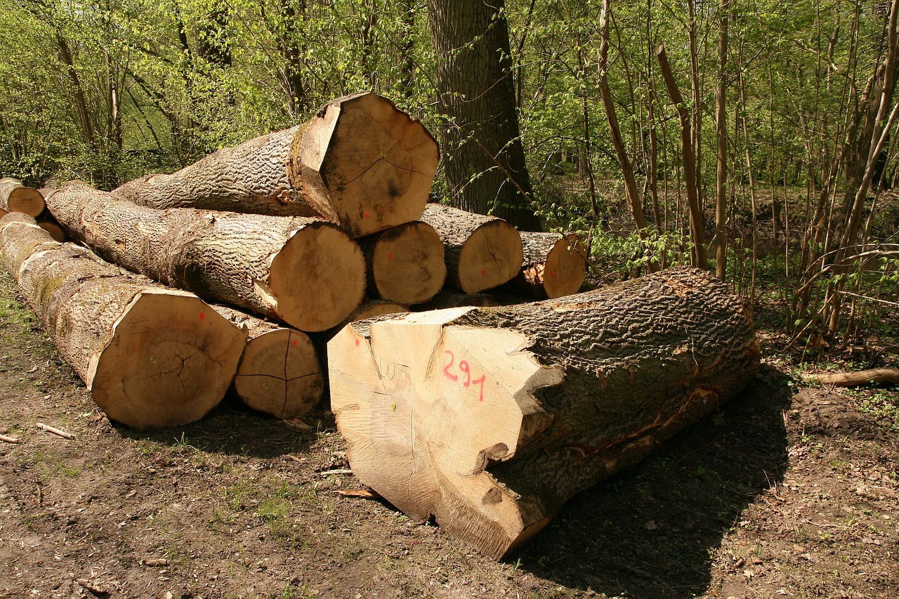 timber industry wood tree trunks free photo