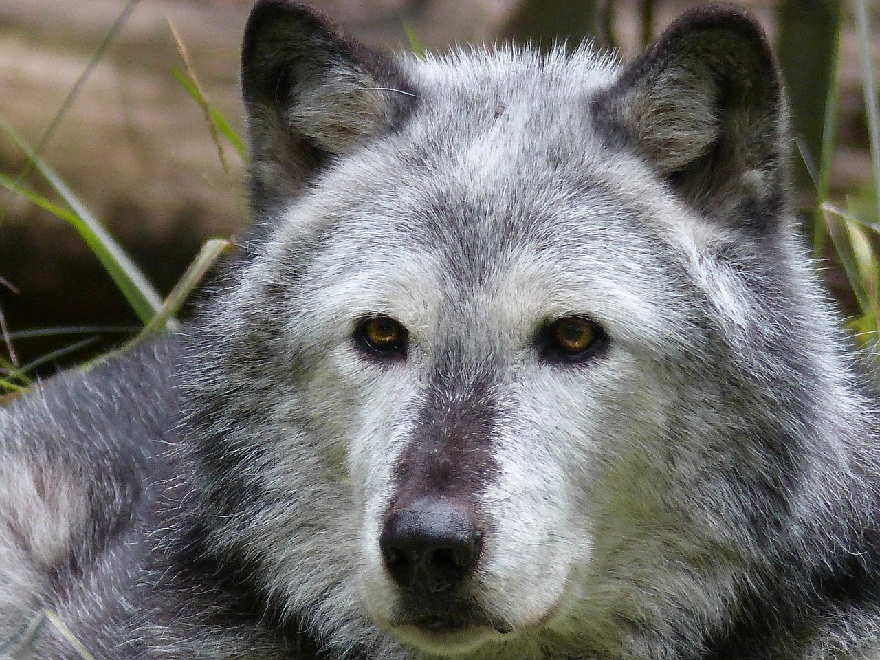 timber wolf wolf animal free photo