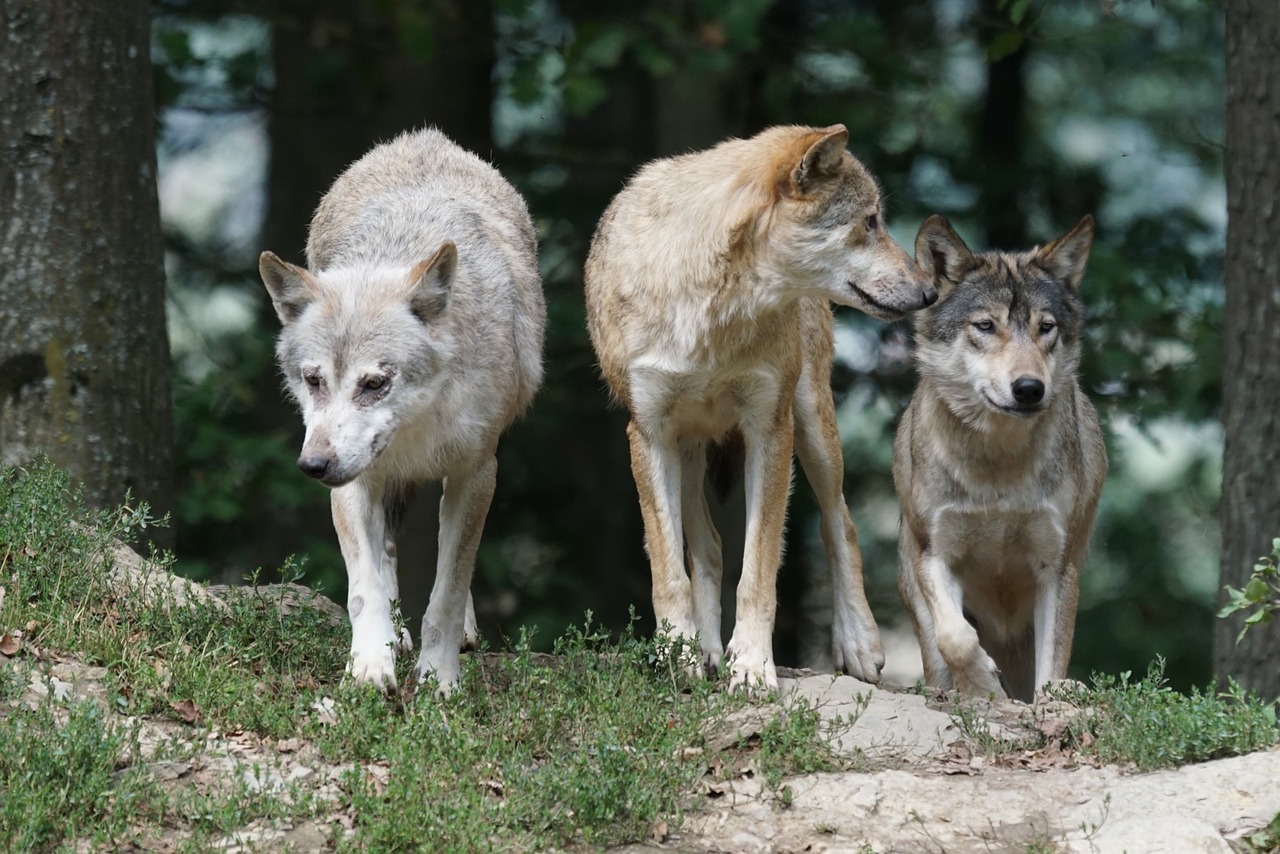 timber wolves wolves family free photo