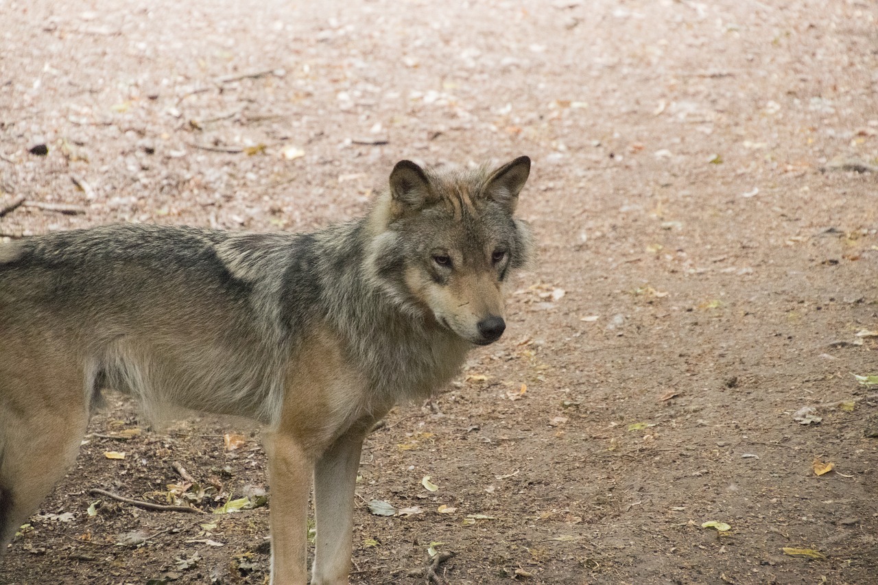 Дикий волк 3. Timberwolf цвет. Свободные волки. Щенки волка фото.