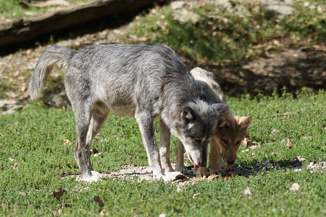 timberwolf wolves predator free photo