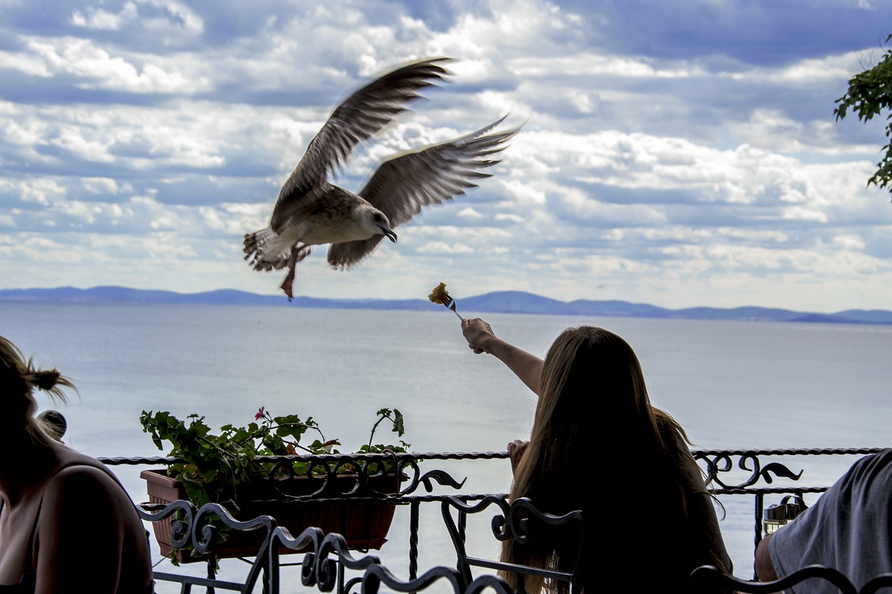 seagull feeding the birds time free photo