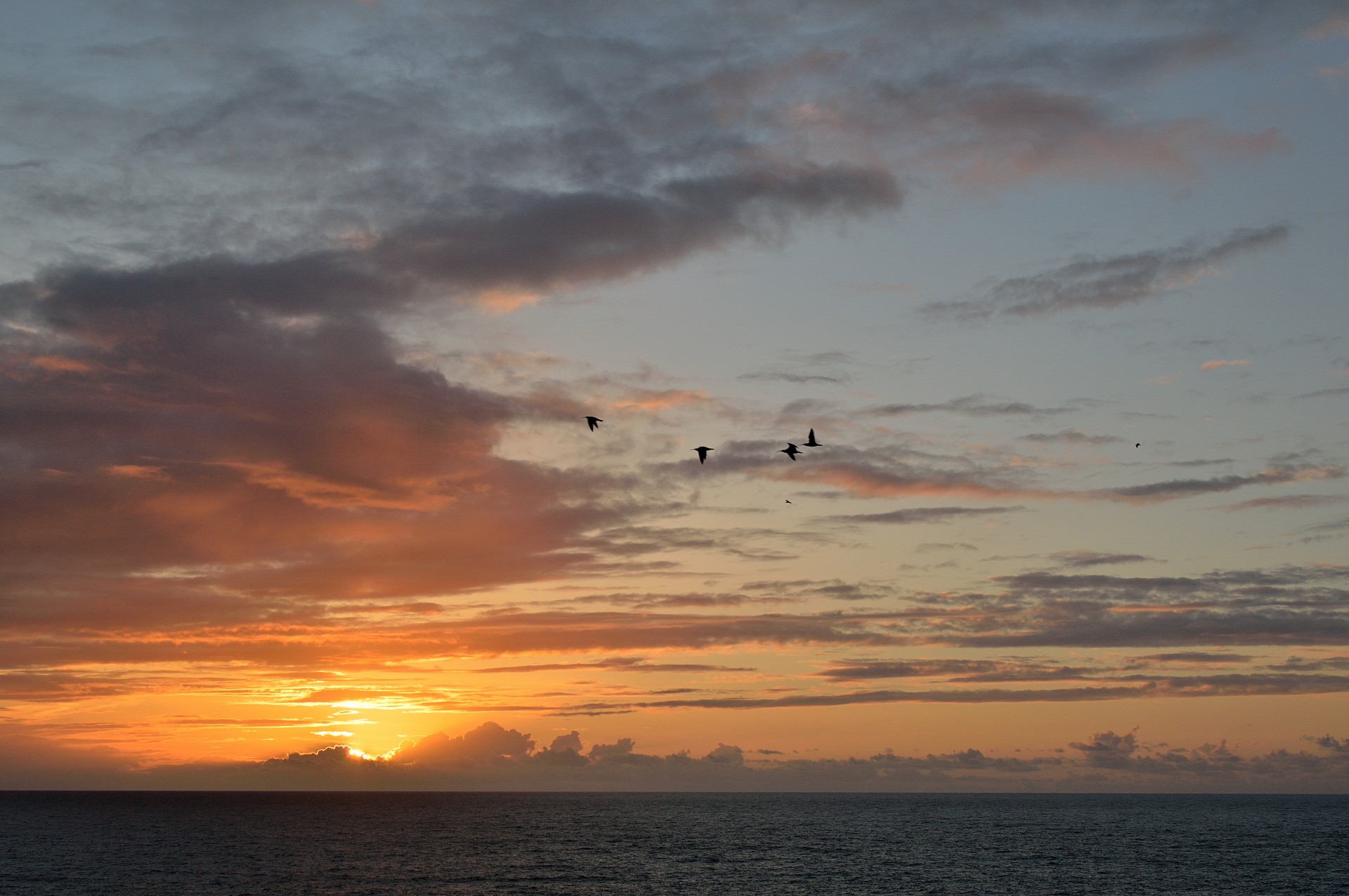birds atlantic ocean free photo