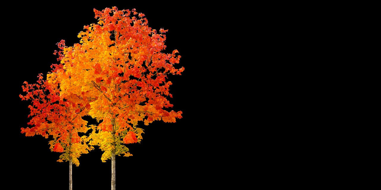 time of year autumn tree free photo