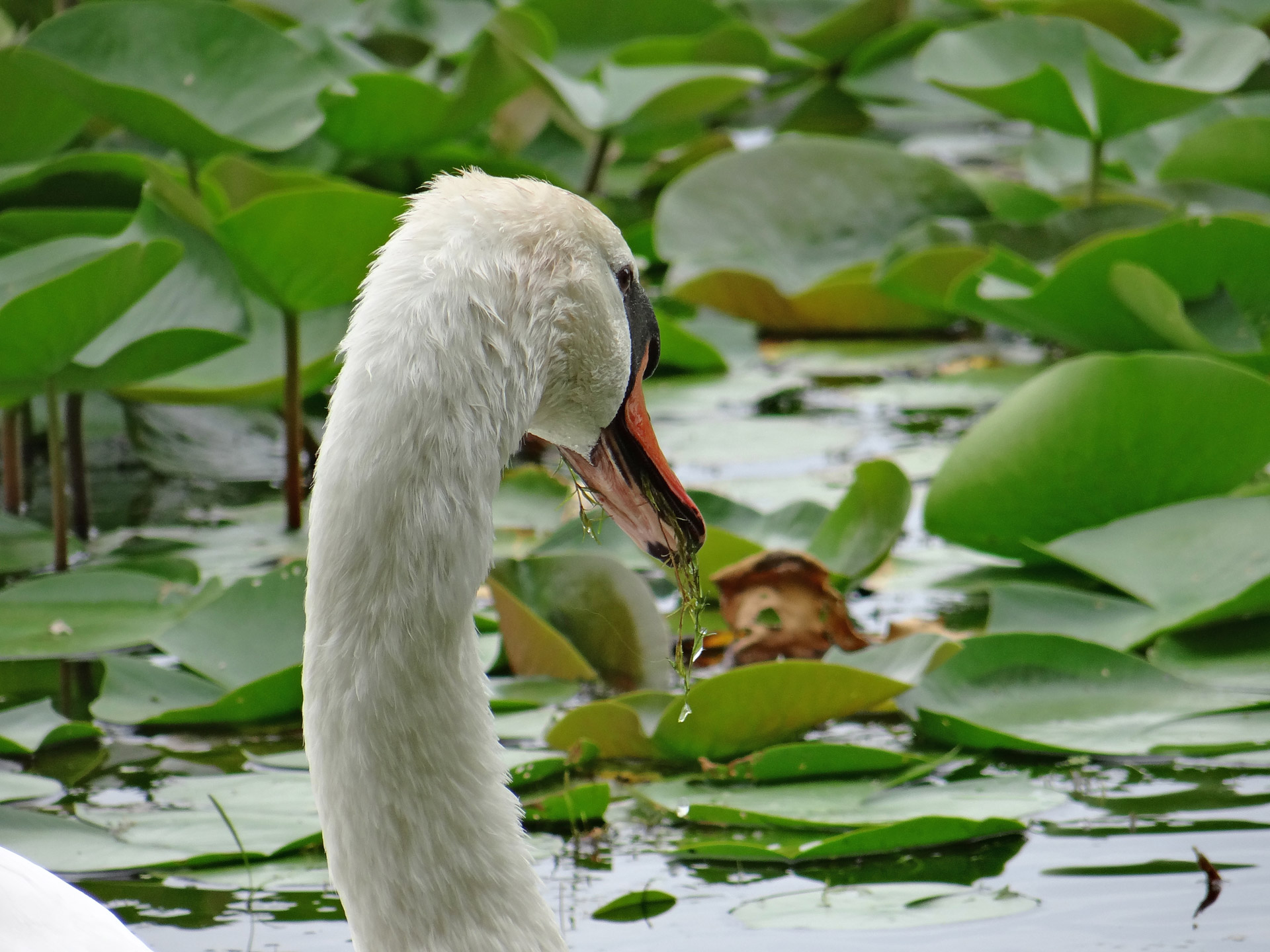 swan eating lake katherine free photo