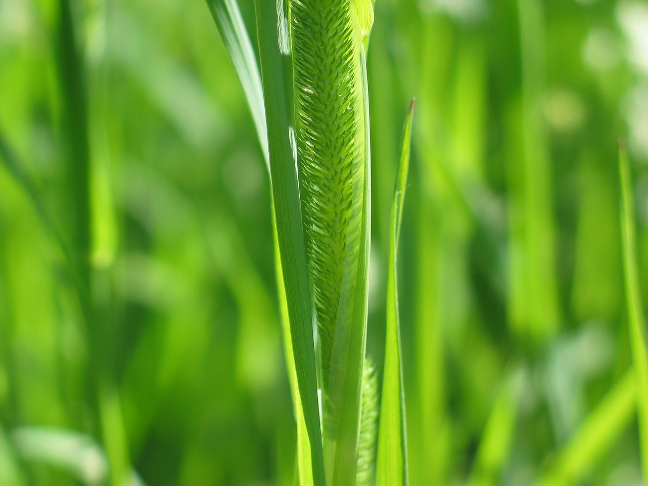 weed grass hay free photo