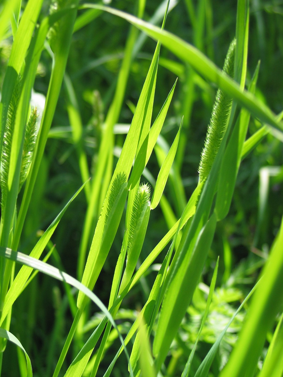 weed grass hay free photo