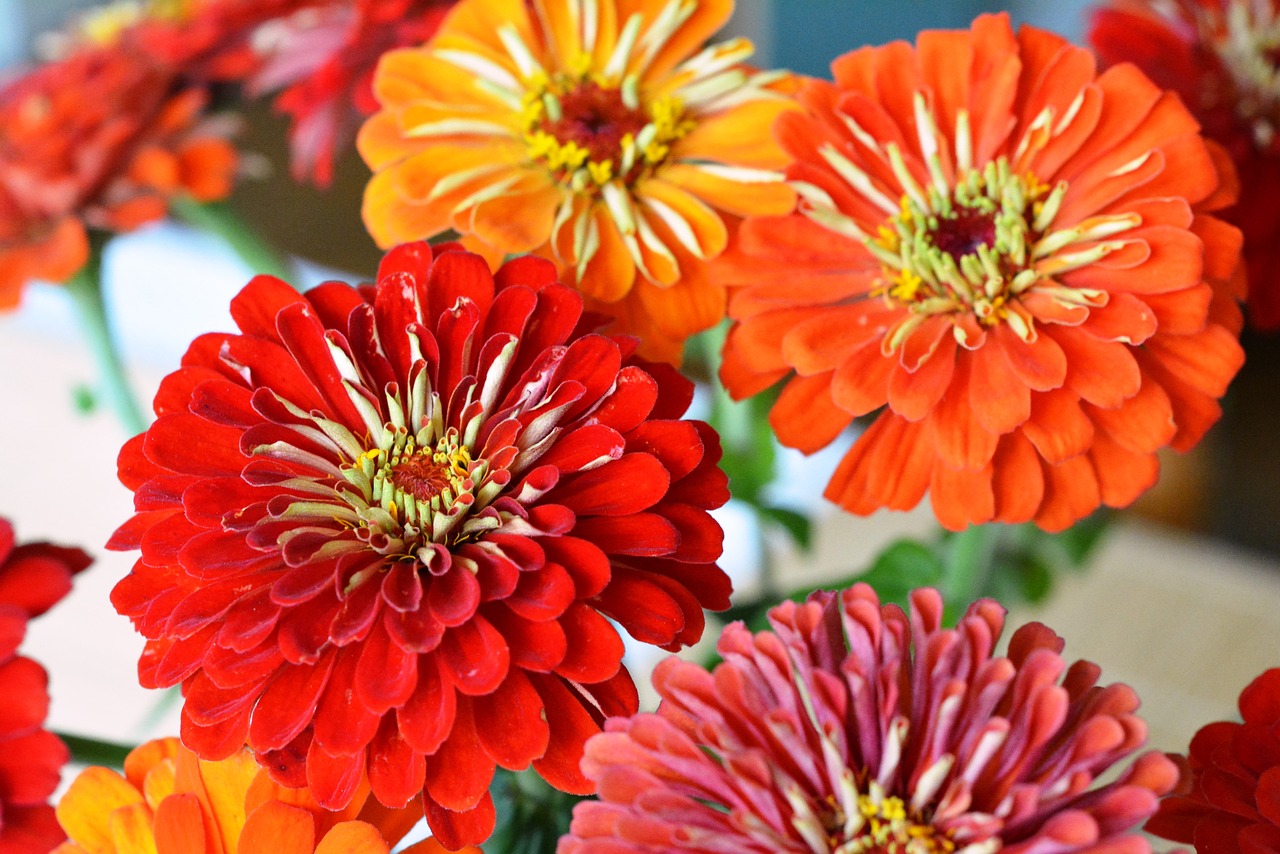 tin zinnia red free photo