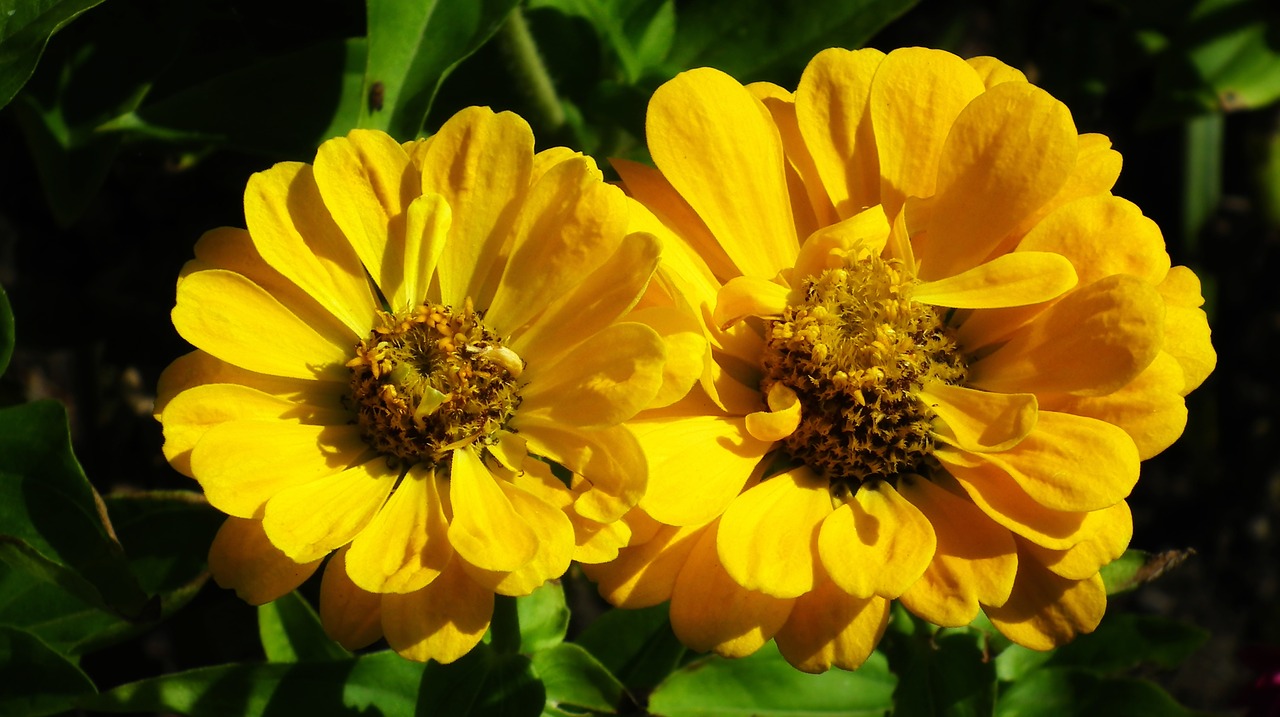 tin  flowers  yellow free photo